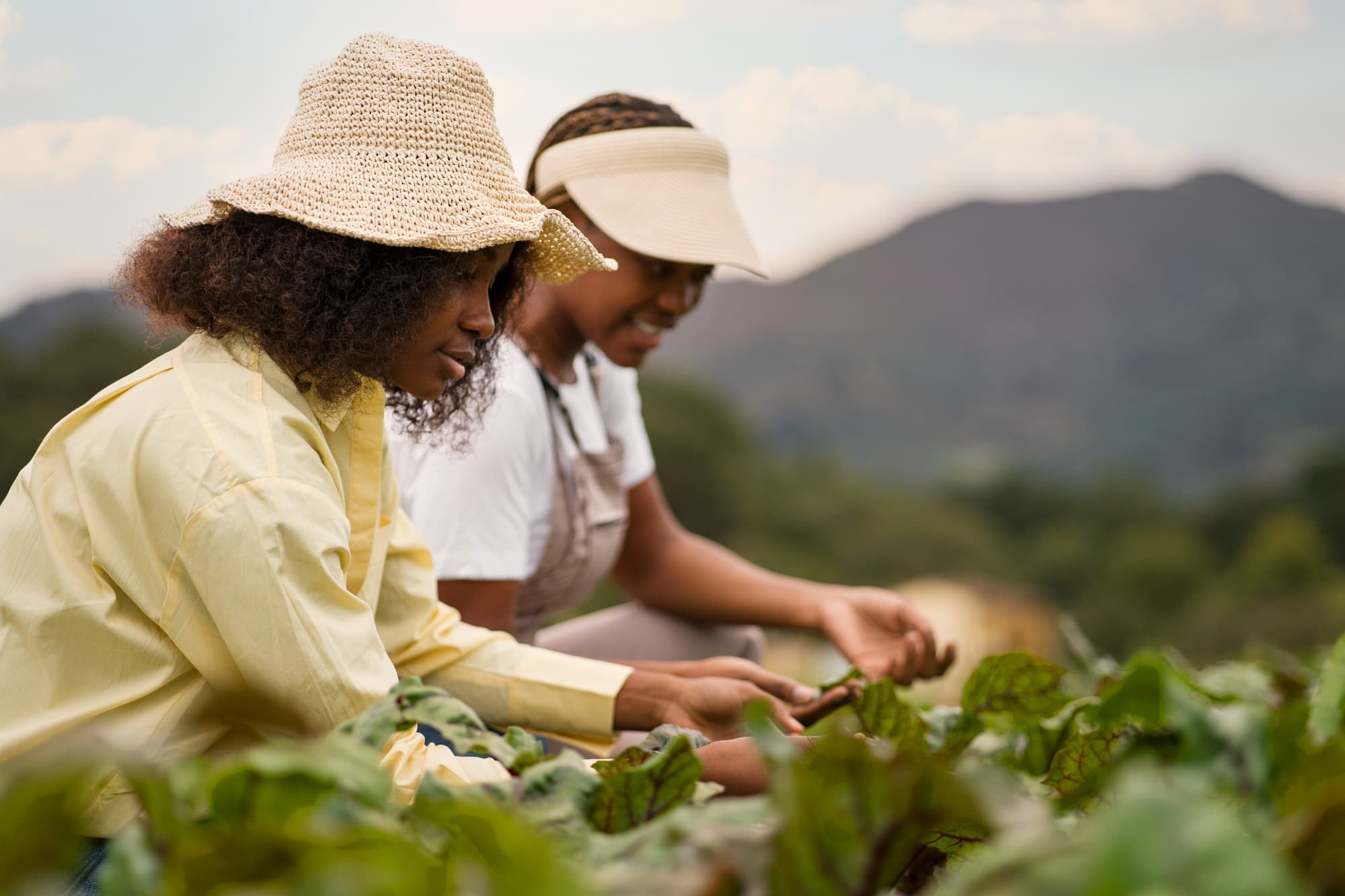 Farm-to-Table Sourcing